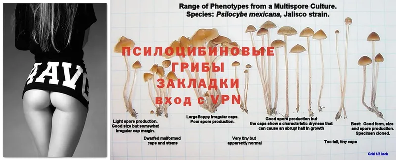 наркошоп  Петровск  ОМГ ОМГ ССЫЛКА  Галлюциногенные грибы Cubensis 